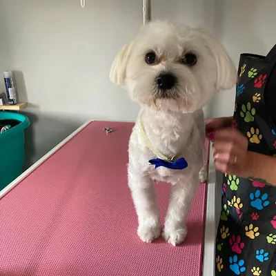 Lucky Salon Pielęgnacji Zwierząt - Katarzyna Kamińska